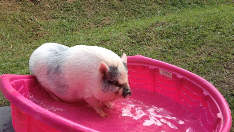 Милые поросята