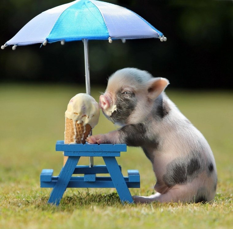 Мини Пигги Свинка