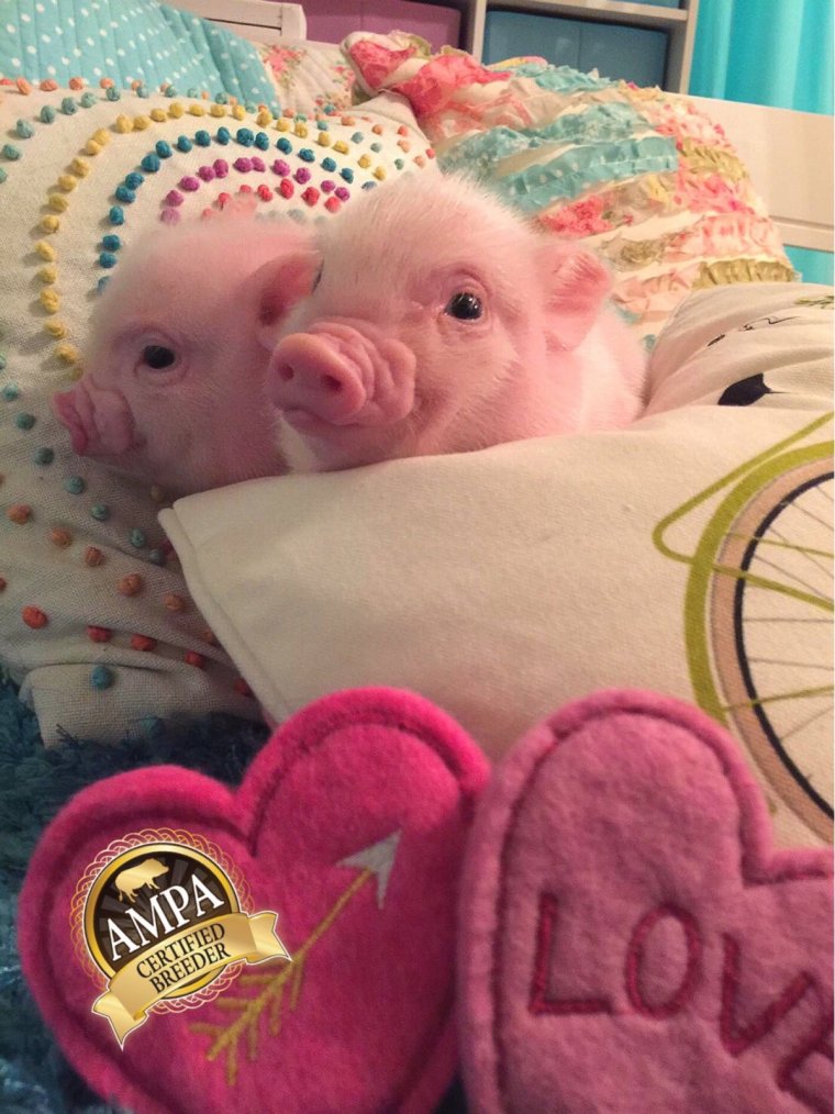 Розовые свинки минипиг