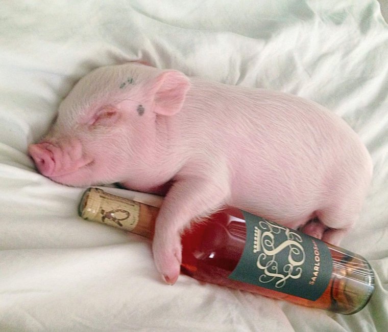 Смешные свинки