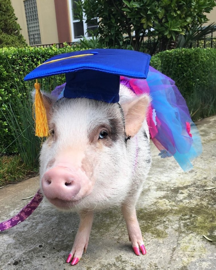 Мини Пини Свинка