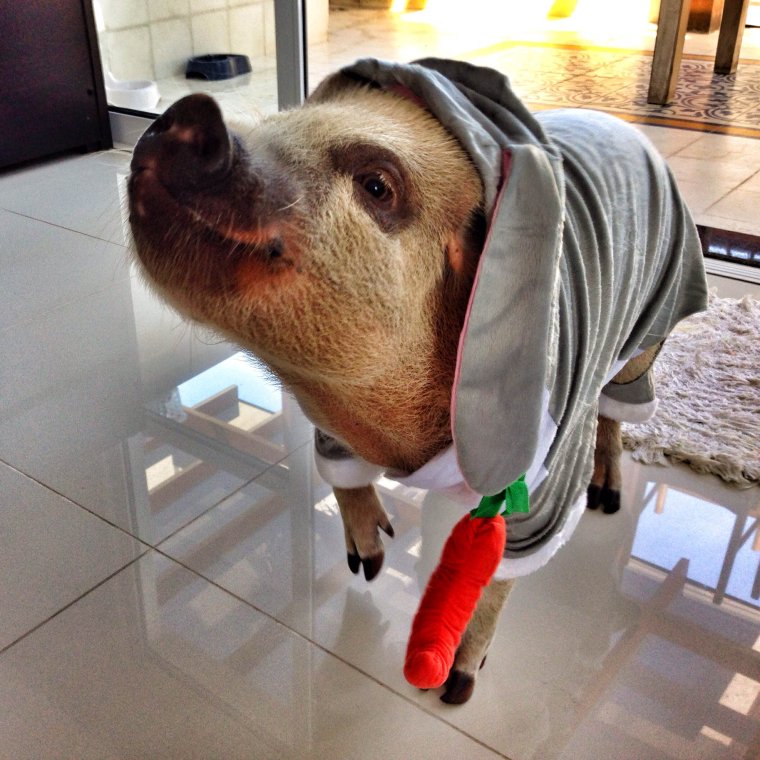 Хамон поросята свиньи