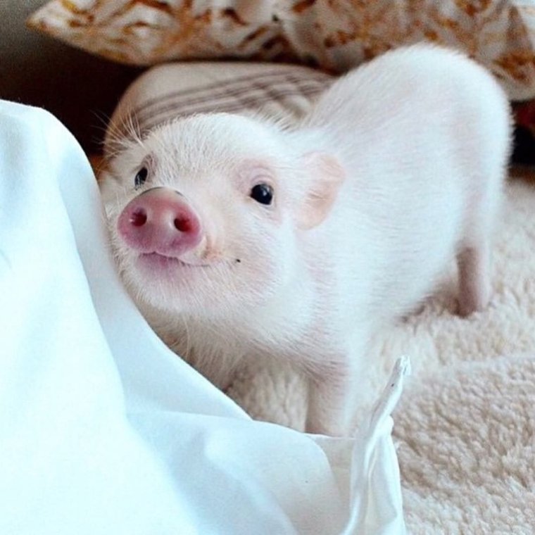 Милые свинки