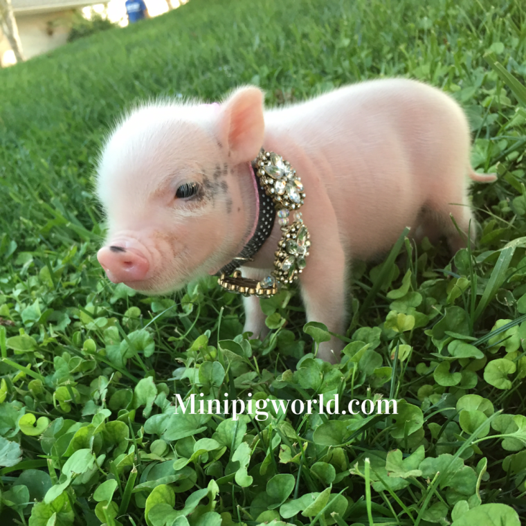 Свинка микро Пиги