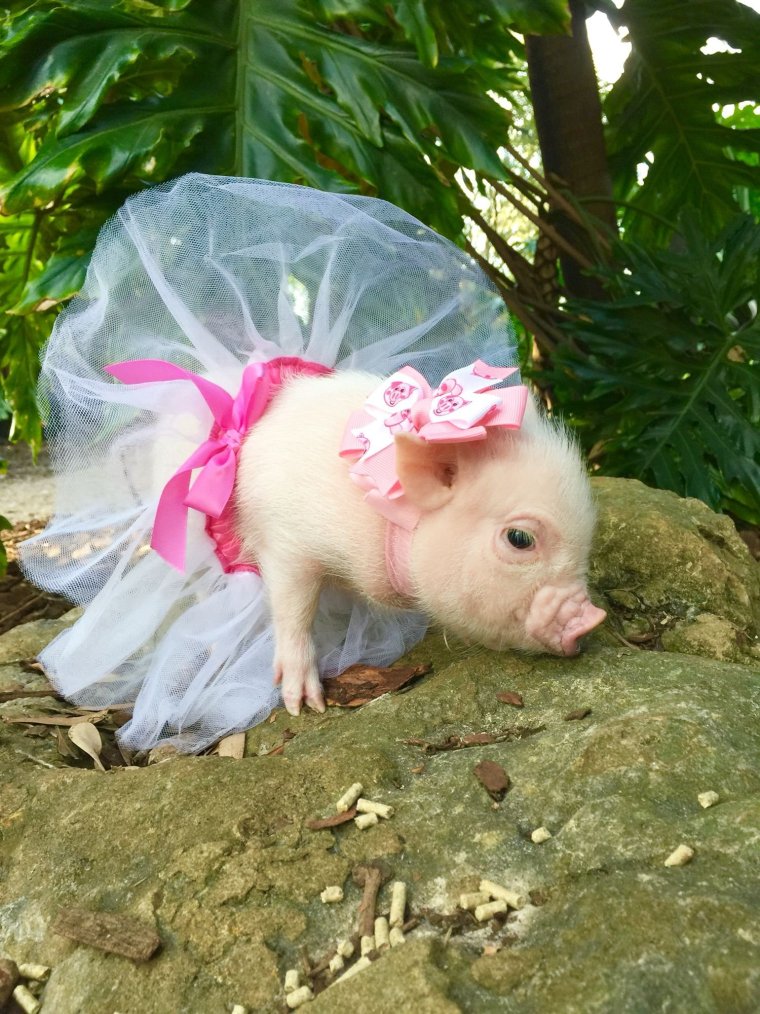 Мини Пиги мини майялино