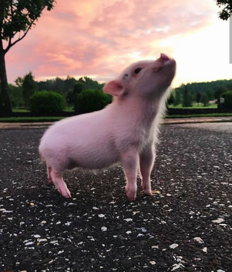 Мини Пиг розовый