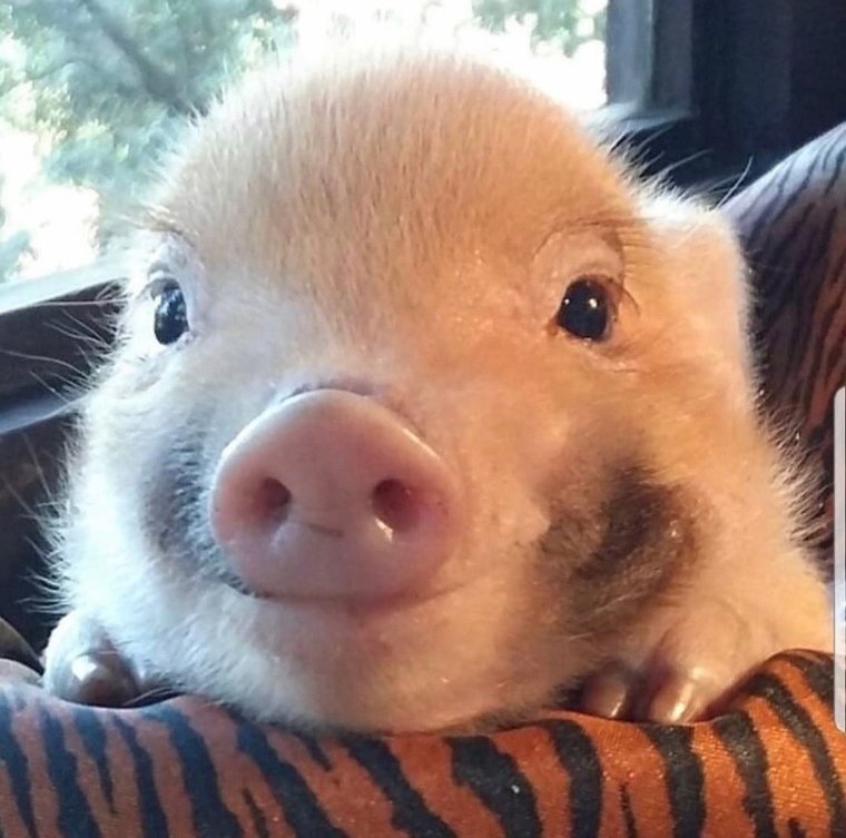 Довольный поросенок