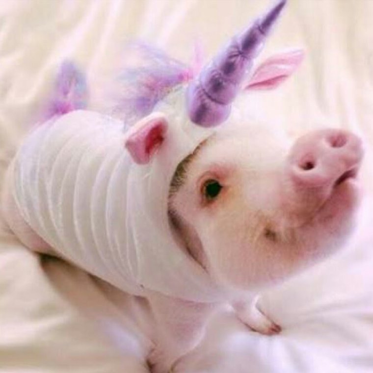 Поросенок Единорог