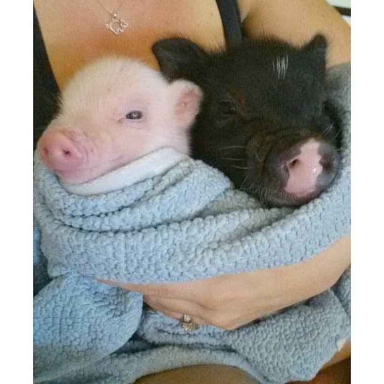 Хрюшка спит