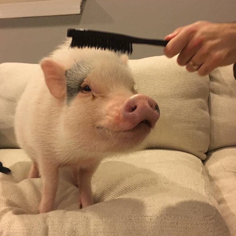 Шотландский минипиг