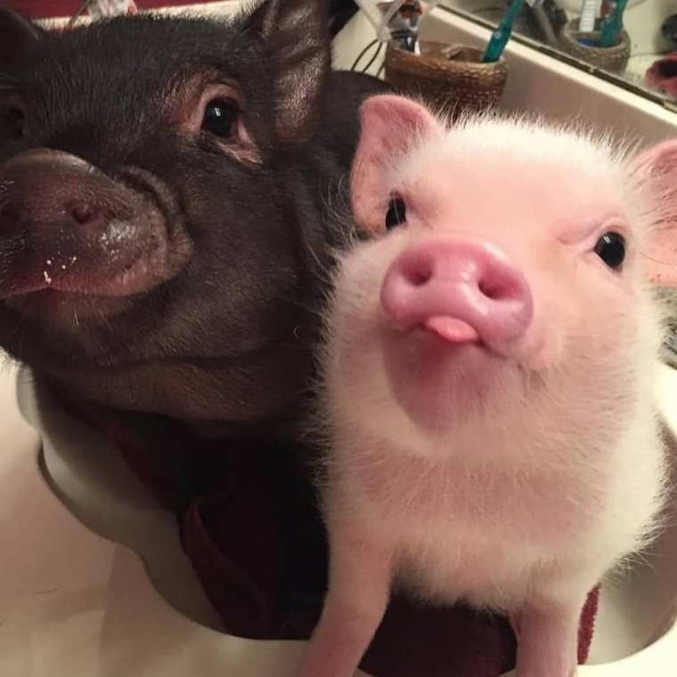 Бергштрессер книрт