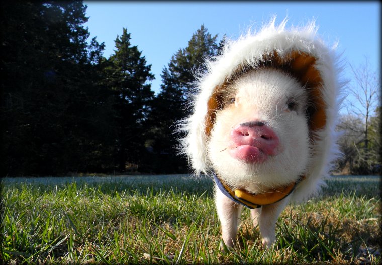 Злой минипиг