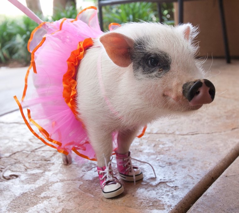 Мини Пиги в платье