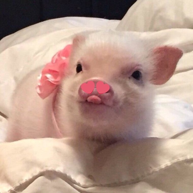 Свинка показывает язык