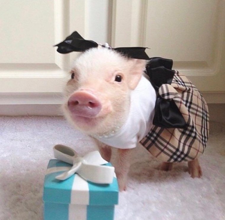 Поросенок в одежде
