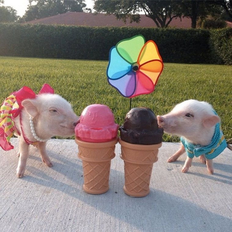 Милые пикчи со свинками