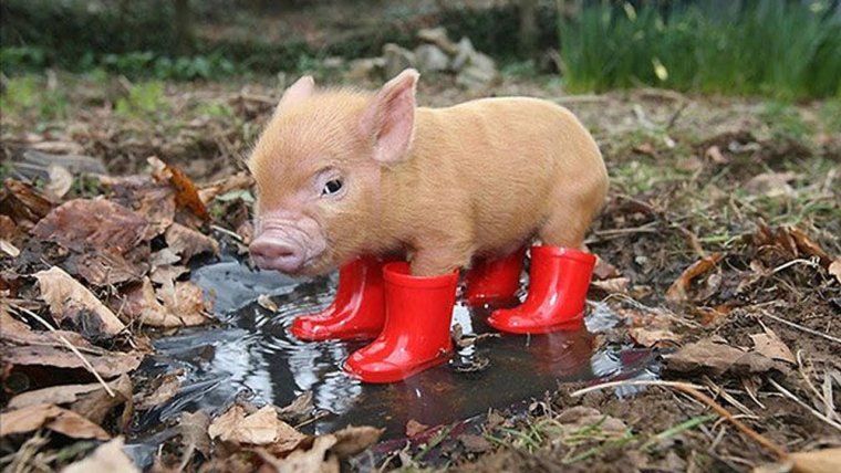 Поросята мини Пиги