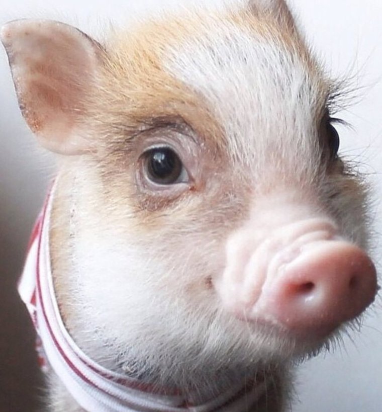 Мини Пиги майялино