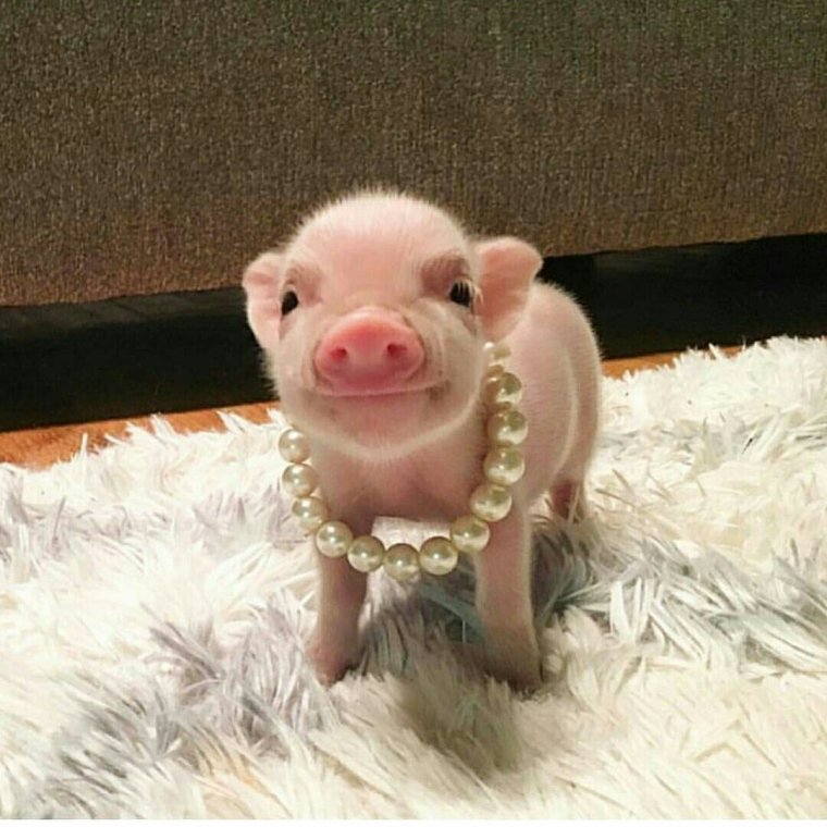 Прикольные хрюшки