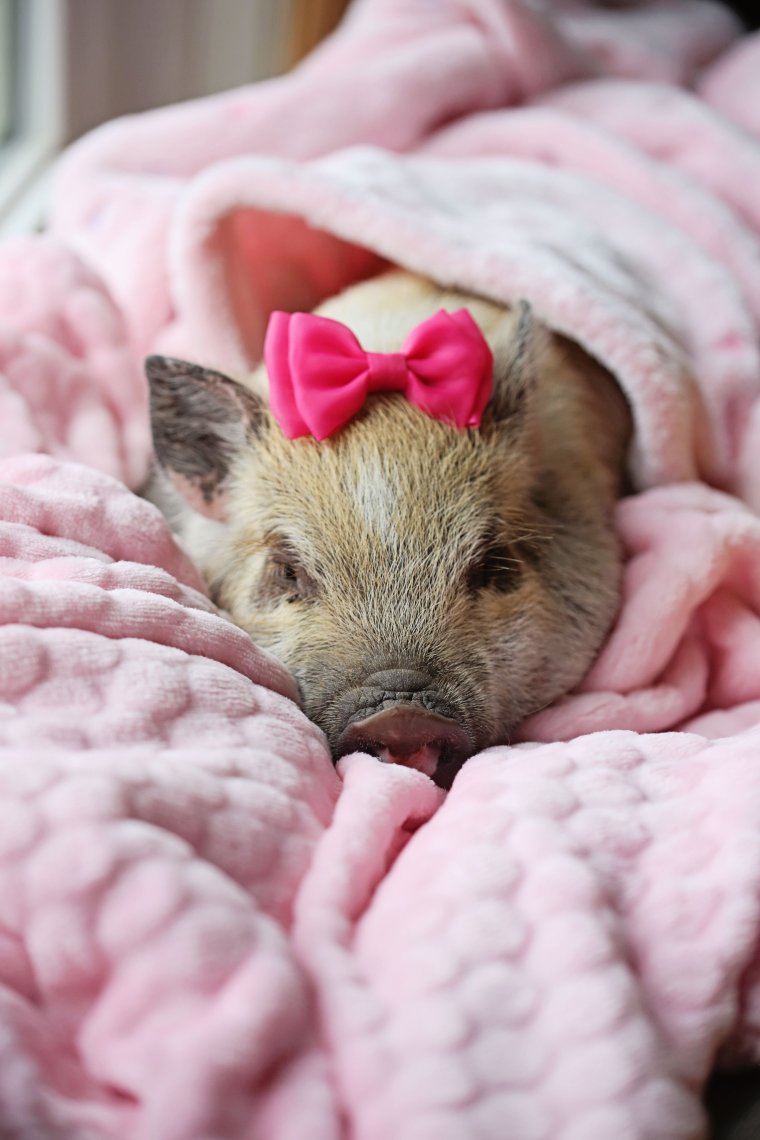 Свинки минипиг милые