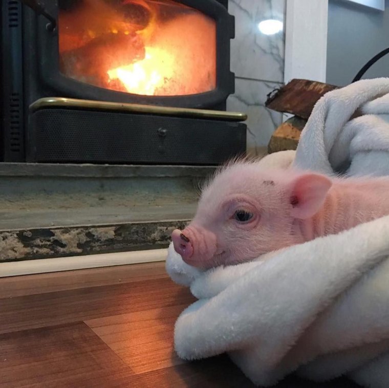 Белый минипиг