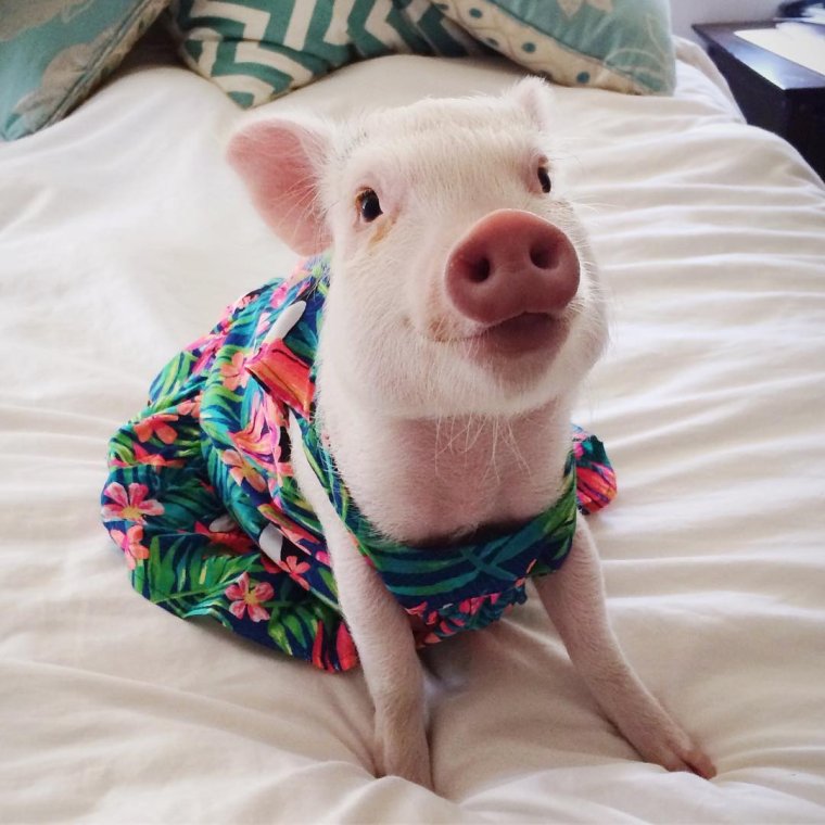 Минипиг в одежде
