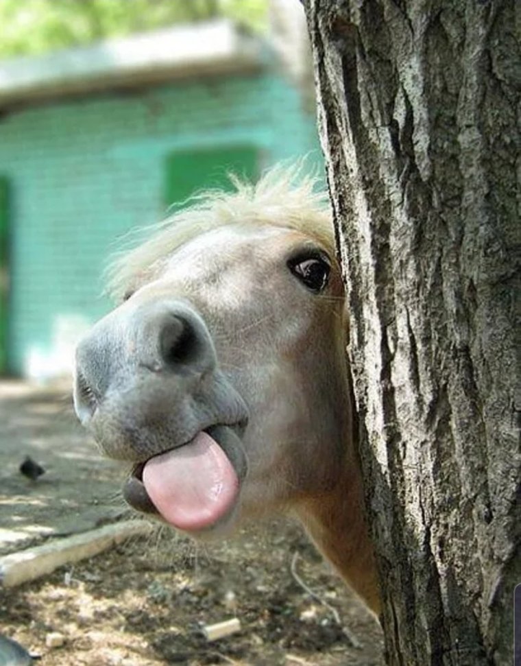 Лошадь с высунутым языком