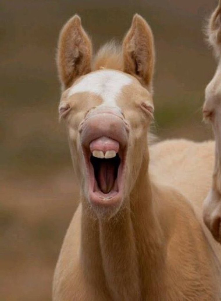 Зевающие животные