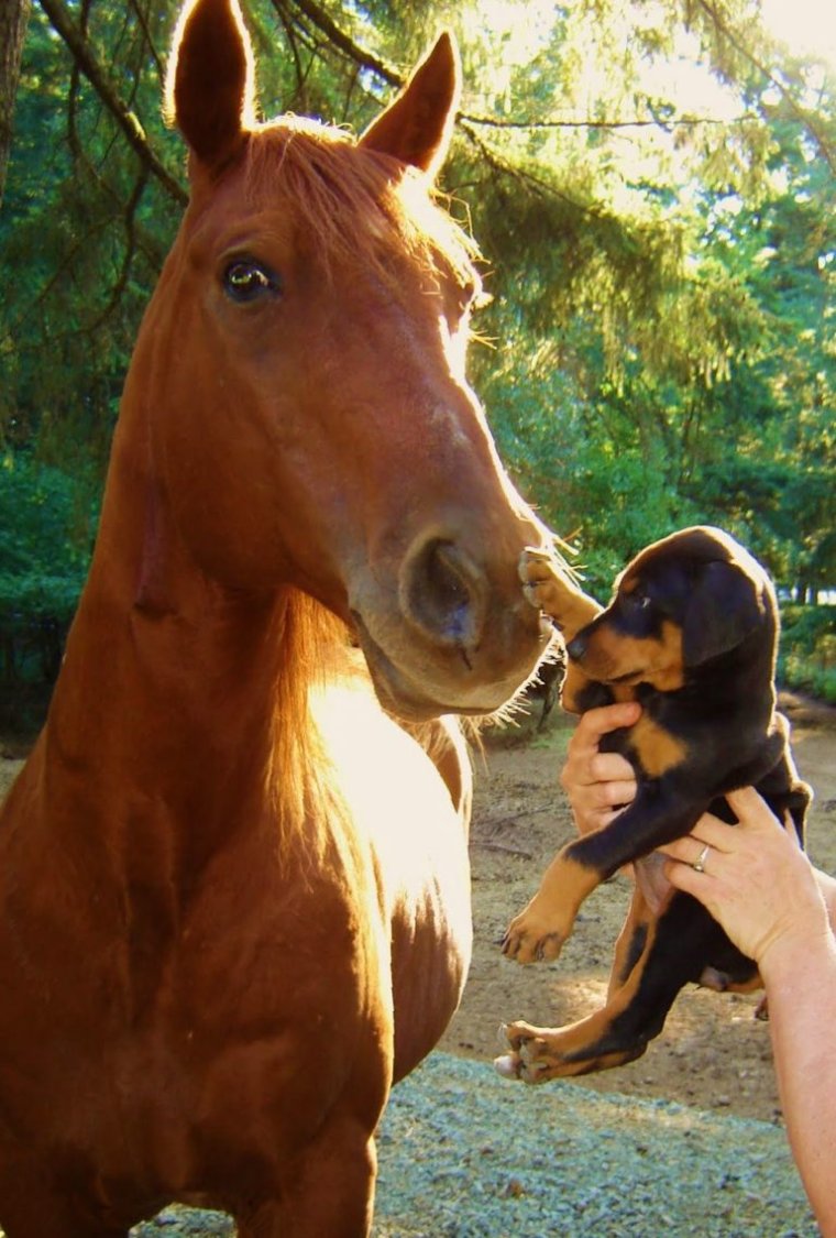 Собака конь