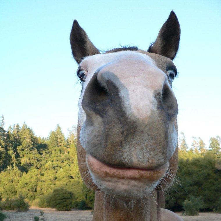 Забавные лошадки