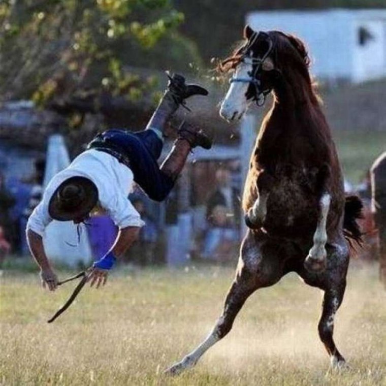 Лошади смешные моменты