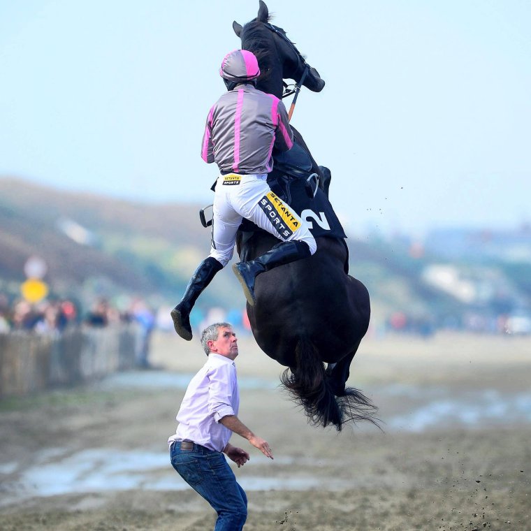 Лошадь прикол