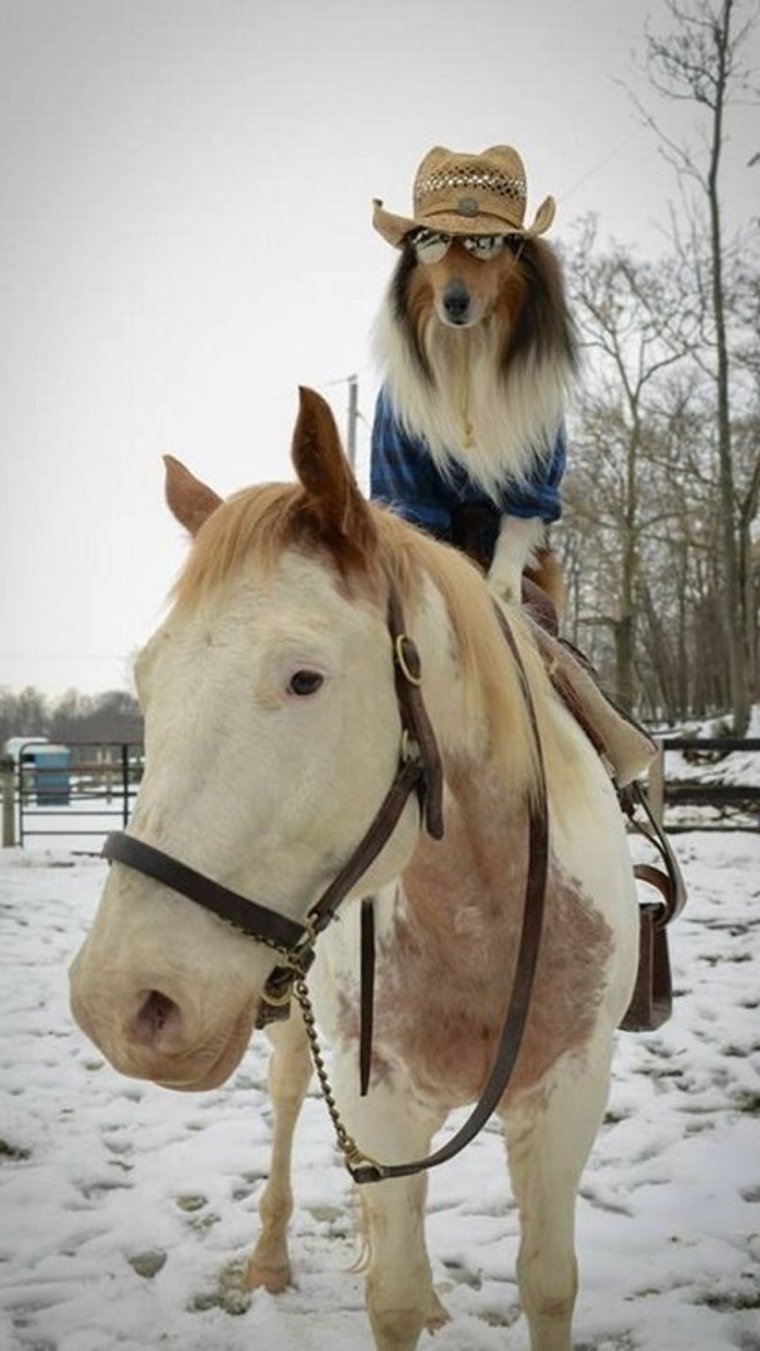 Белая лошадь смешная