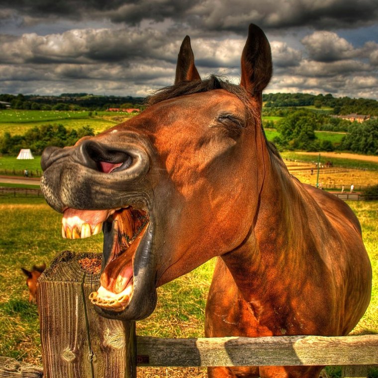 Лошадь ржет