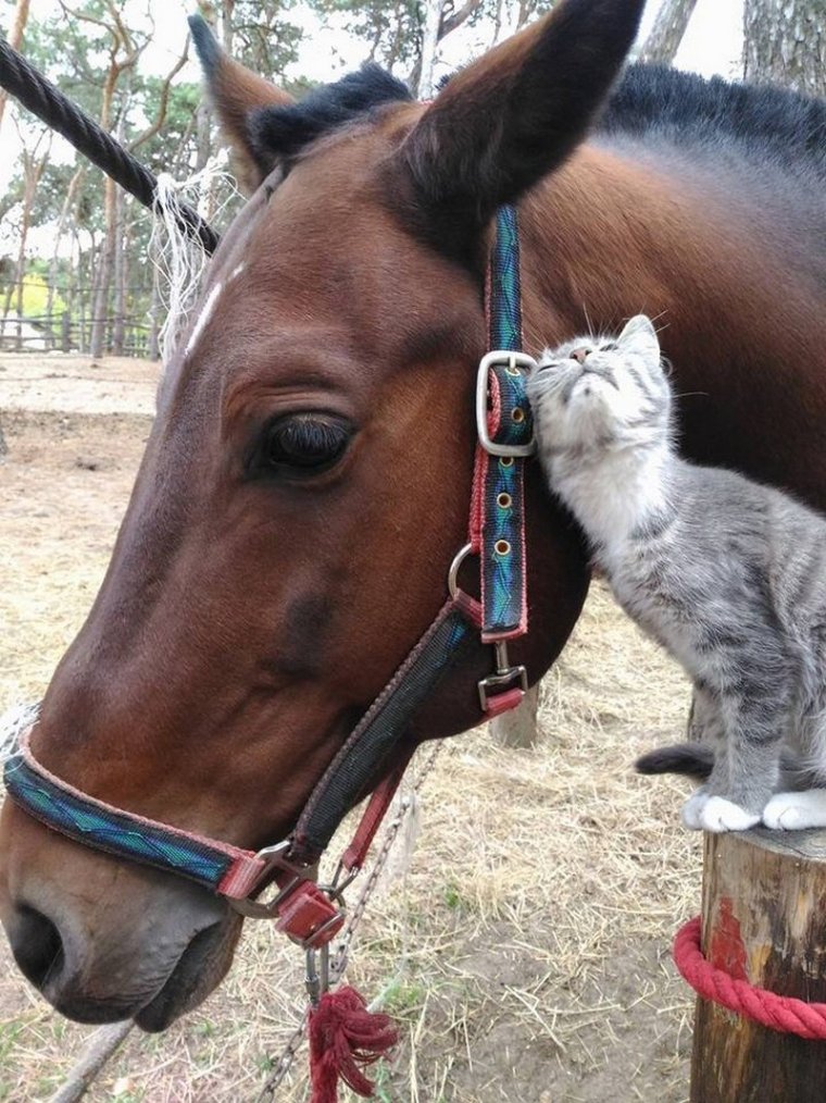 Обожаю лошадей