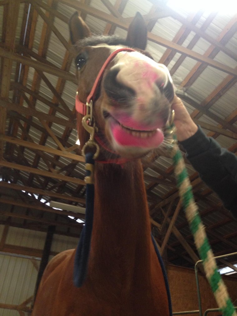 Лошадь с накрашенными губами