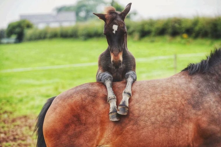 Смешные жеребята