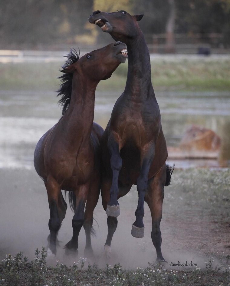 Конь прикол