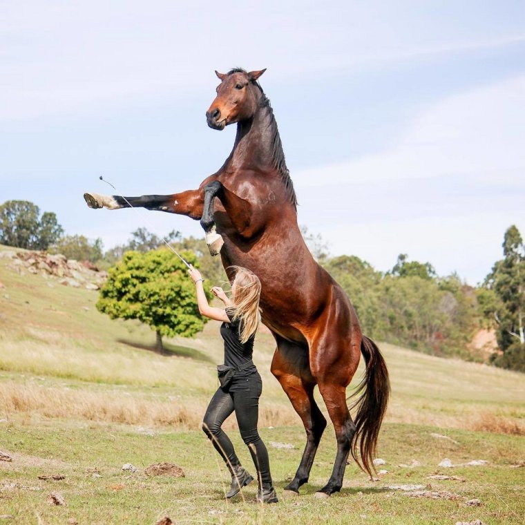 Прикольные лошади