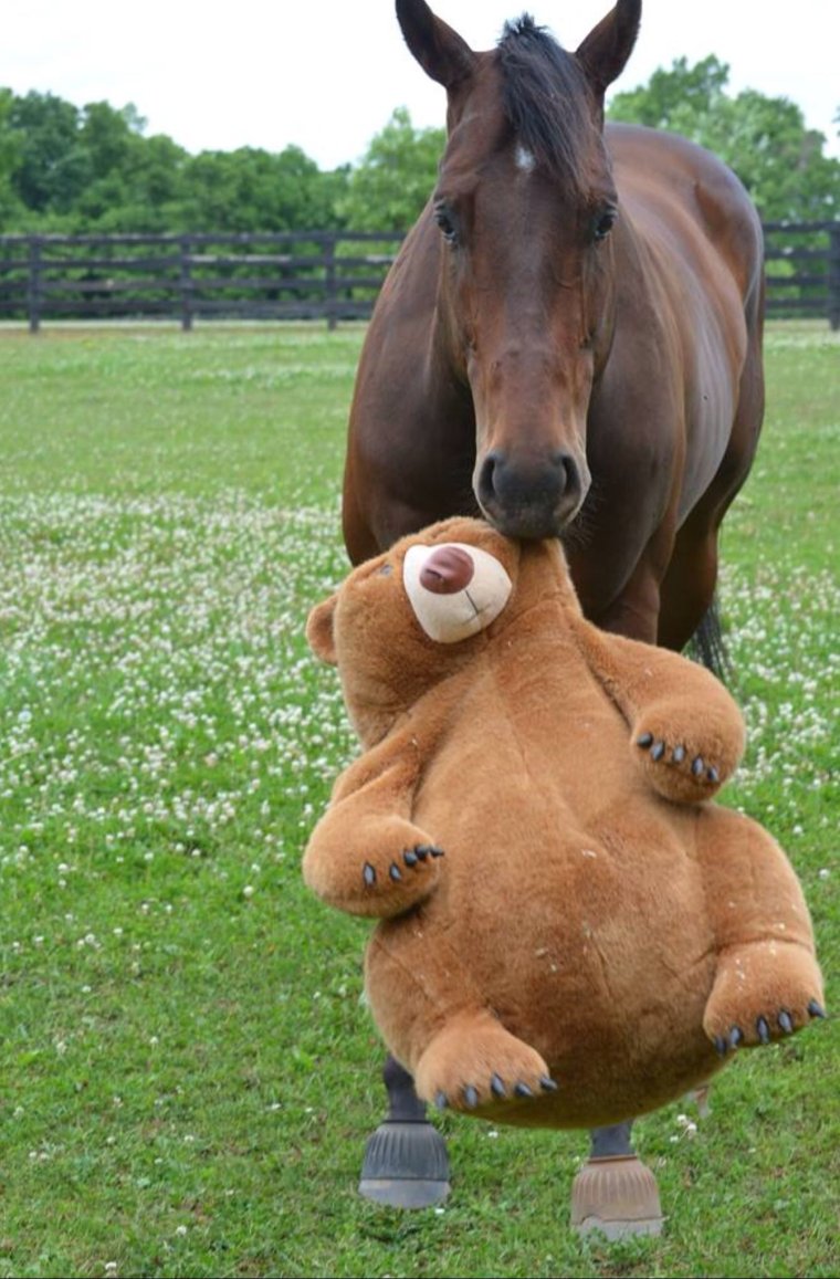 Взмыленная лошадь