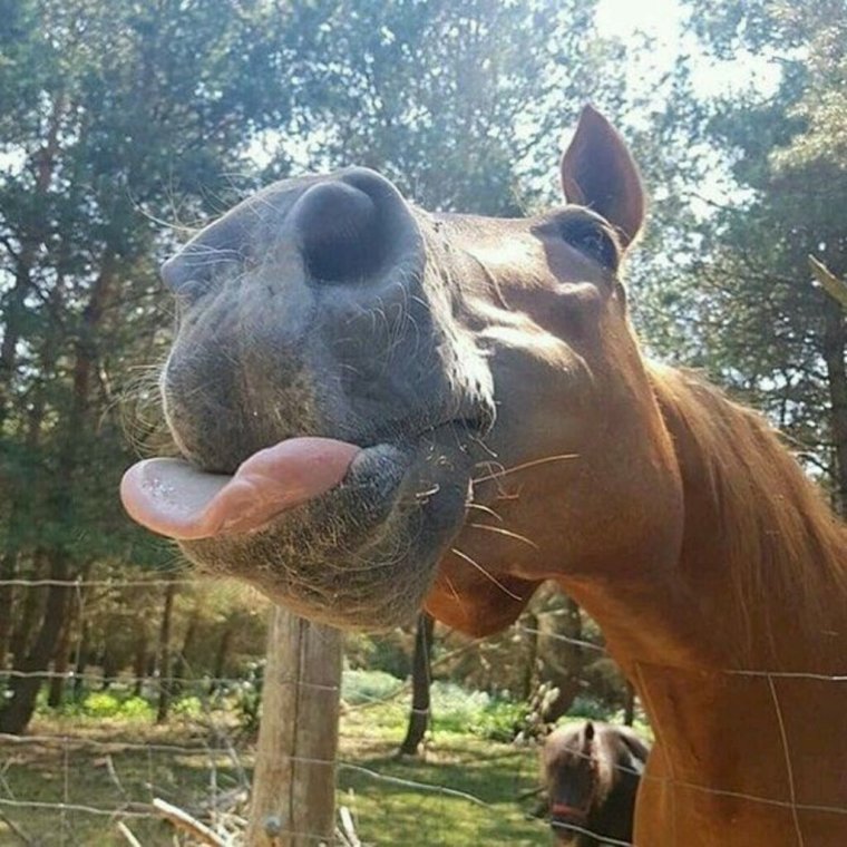 Ненормальная лошадь