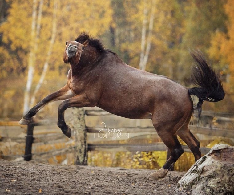 Уродливый конь