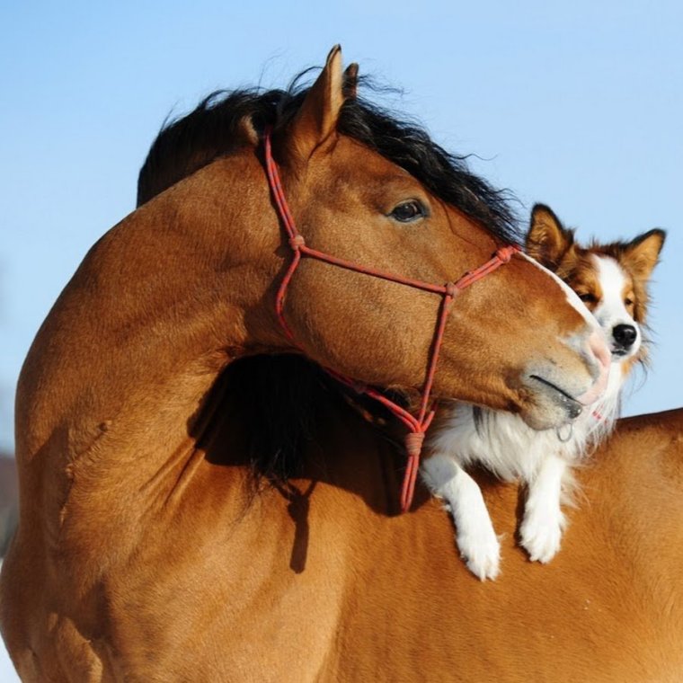 Лошади с другими животными