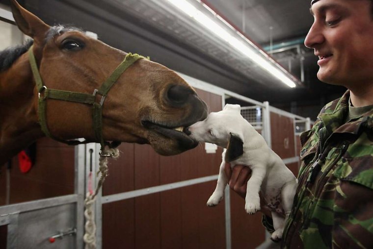 Приколы с лошадьми с собаками