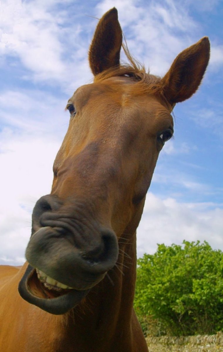 Лошадиная рожа