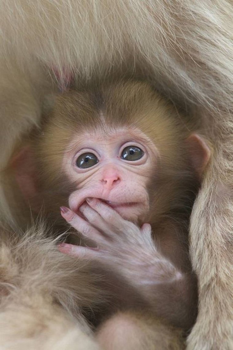 Милые обезьянки