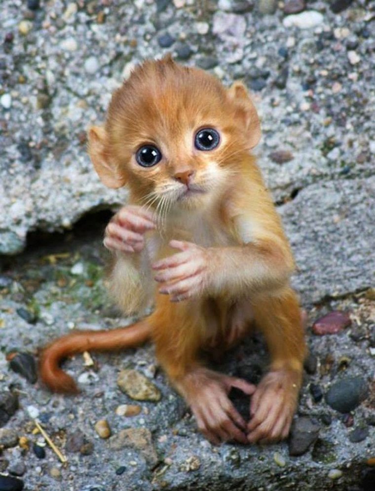 Добрая обезьянка