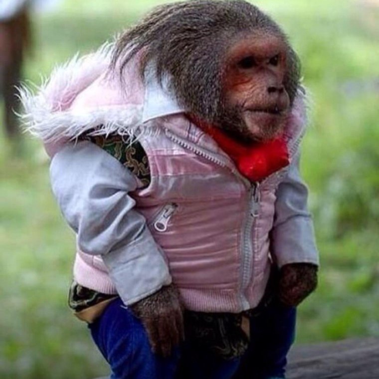 Смешная мартышка