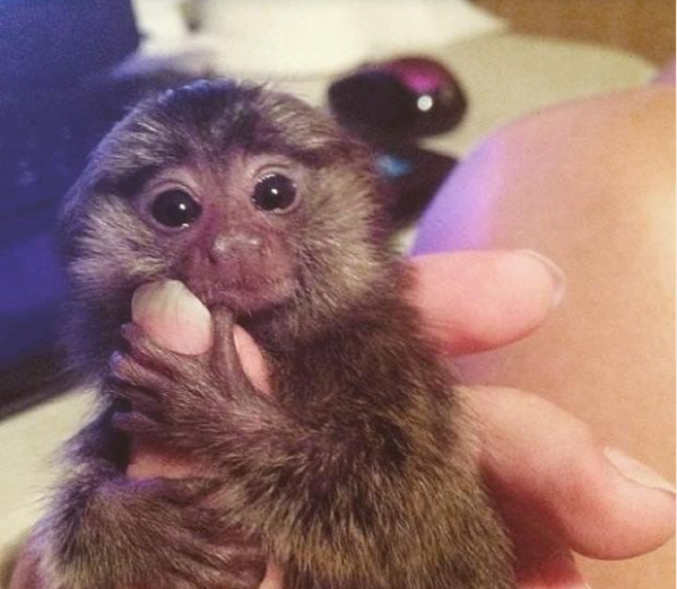 Милые обезьяны