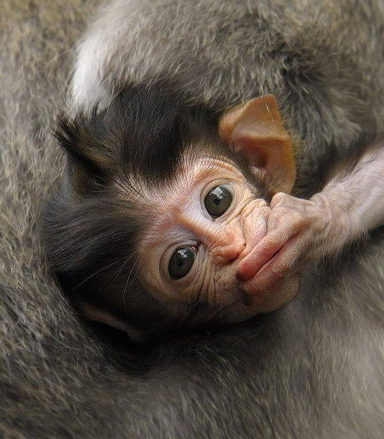 Маленькие ручные обезьянки